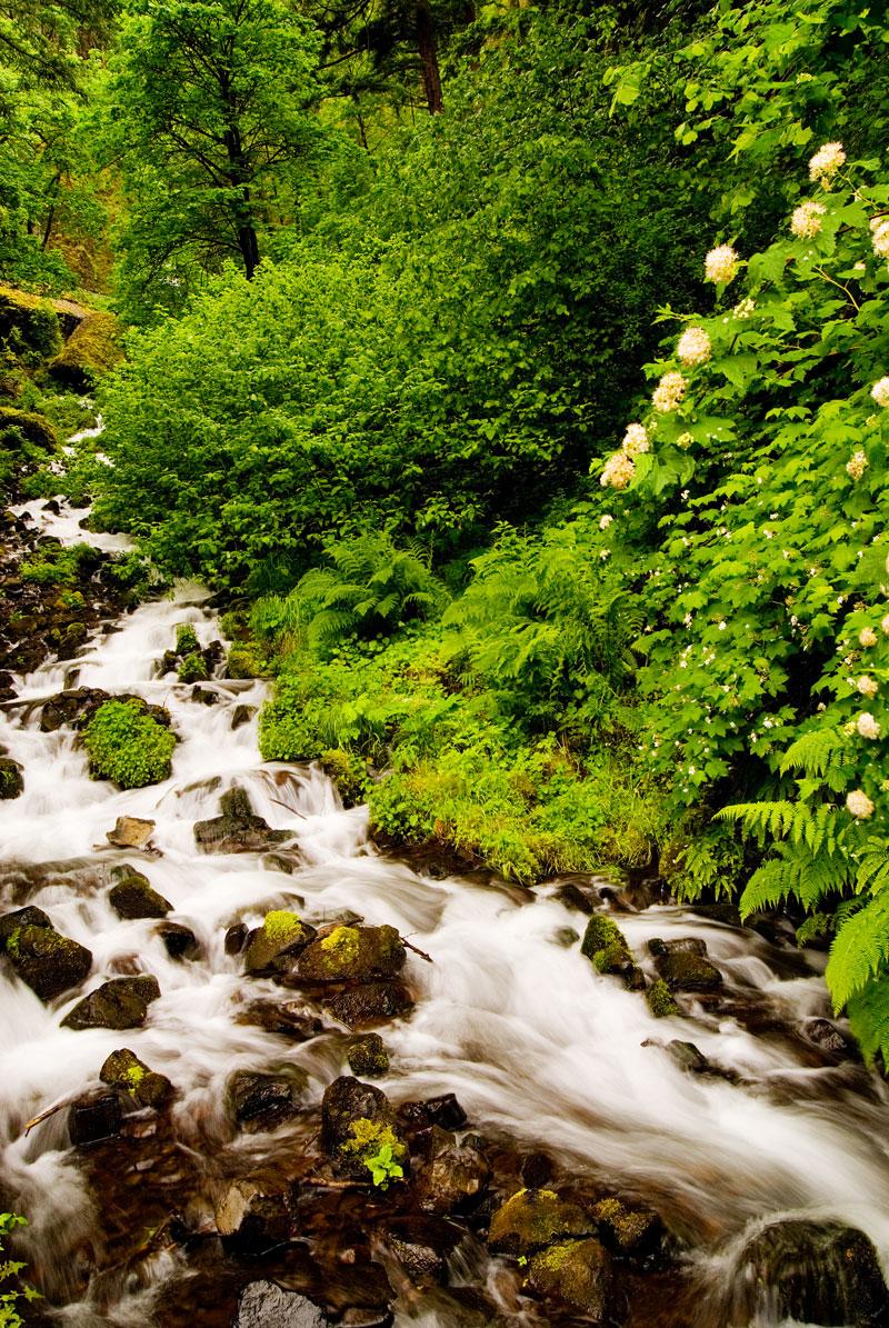 Oregon Forest Stream